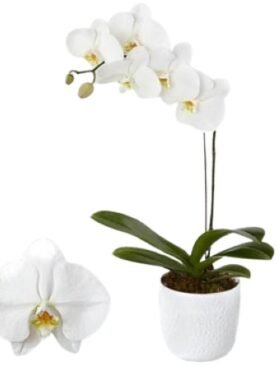 Phalaenopsis Plant