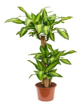 Dracaena Plant