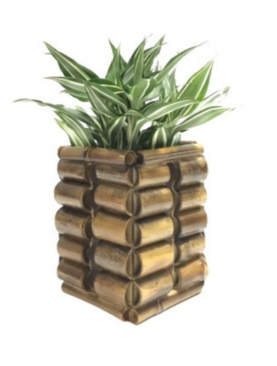 Dracaena Wood Vase Plant