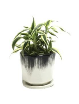 Dracaena Plant Arrangement