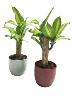 Dracaena Plant Small