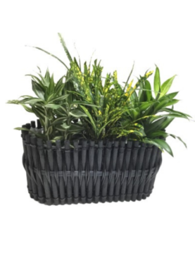 Croton & Dracaena Plant