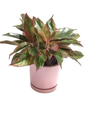 Aglaonema Plant