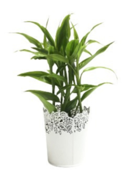 Dracaena Plant with vase