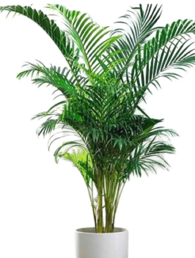 Areca Palm Plant