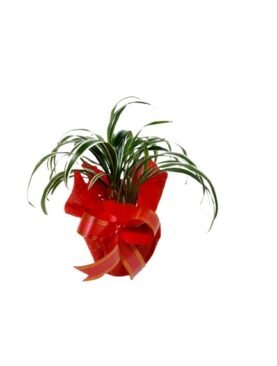 new year plant gift