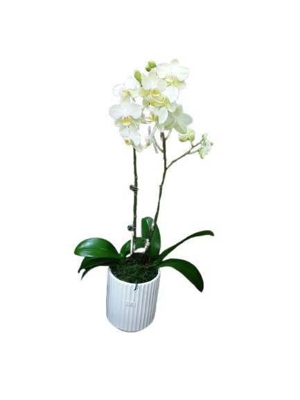 WhatsApp Image 2025-08-26 at 11.47.19_864fd775-removebg-preview